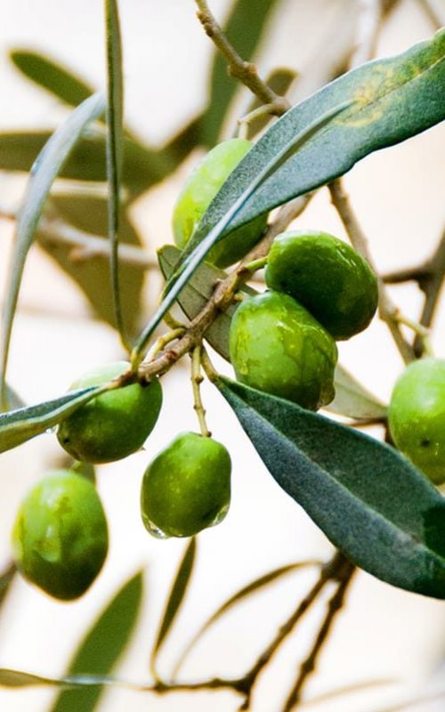 Olio